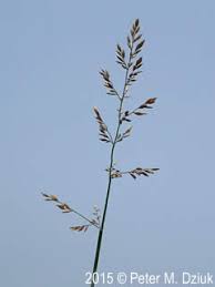 Image result for Poa binata