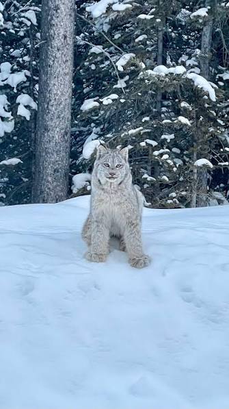 Today all my dreams came true 🥰 , Spotted this adorable Canada lynx who  happened to be quite a curious little fella. How insanely cute are those  paws though! 🐾, This is the very zoomed in footage I ...