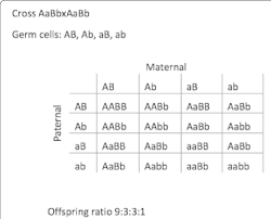 A dihybrid cross is a larger punnett square with 16 possible combinations instead of 4. On The Top Punnett Square Of Mendelian Dihybrid Cross With Resulting Download Scientific Diagram