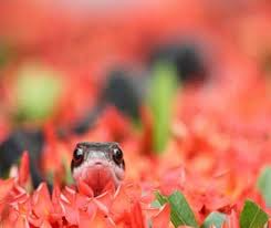Check spelling or type a new query. 20 Cute Snakes That Are So Small You Will Want One