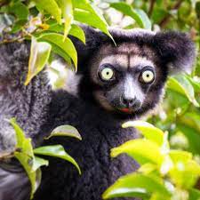 The Biggest Lemur In The World Indri Lemur Indri Indri The Lemurs Are Prosimians Endemics To Madagascar The Biggest Animals Animals Beautiful Animal Lover