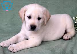They are full of energy and are ideal for walking on a leash. English Cream Labrador Puppies For Sale Off 50 Www Usushimd Com