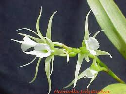 Image result for Polystachya pamelae