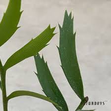 Image result for Asparagus natalensis