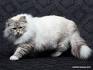 NEVAKAZ SIBERIANS | Siberian Hypoallergenic Kittens