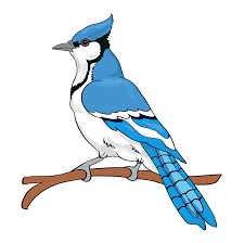 How To Draw A Blue Jay Really Easy Drawing Tutorial Flying Bird Drawing Blue Jay Easy Drawings
