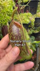 Image result for Albertisia exelliana