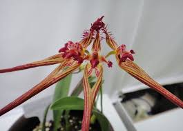 Image result for Bulbophyllum josephi