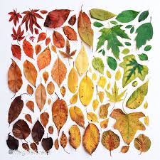 Yoga Time Online Yoga Classes Everyday Objects Leaf Art Art