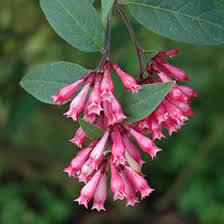 Image result for Cestrum elegans