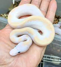 Good Photographs Phyton Snake Pet Strategies We Often Get Questions About What S A Great Beginner Friendly Snake For Ball Python Ball Python Pet Pretty Snakes