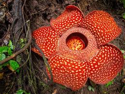 Top 10 largest flower in the world. Biggest Bloom World S Largest Flower Spotted In Indonesia World S Largest Flower The Economic Times