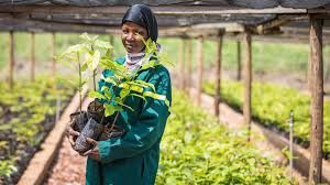 East Africa's Avocado Millionaires - Zenger News