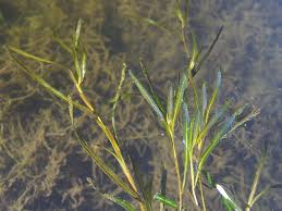 Image result for Potamogeton richardii