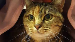 Find a lonely kitten a home. Fairytale Ending For Fat Cat Mitzi Returned Four Times Bbc News