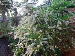Maybe you would like to learn more about one of these? Full Size Picture Of Sweet Almond Bush Incense Bush I Aloysia Virgata I Plants Backyard Makeover Cottage Garden