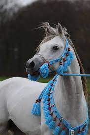 vida gorgeous arabian but the tack actually detracts as it s hard to see the horses fine features in the b arabian horse arabian horse costume pretty horses