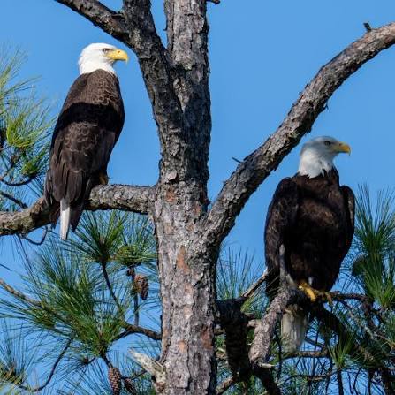 The resident pair of bald eagles at @gulfislandsnps looking forward to  2026! The one on the right needs to work on getting her head out of the  shadows though lol. #baldeagle #wildlifephotographer #