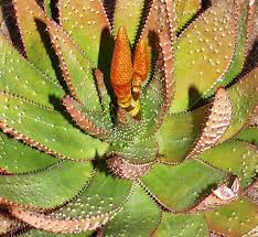 Image result for Aloe aculeata × ortholopha
