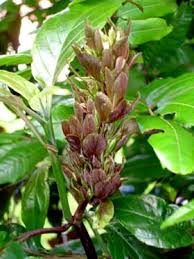 Image result for Justicia australis