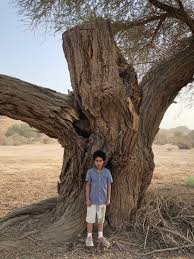 الدفلة أو التفلة أو الورد الكاذب (بالإنجليزية: Ø¹Ø¨Ø¯Ø§Ù„Ù„Ù‡ Ø§Ù„Ø±Ø´ÙŠØ¯ On Twitter Ø§Ø­Ø°Ø± Ù…Ù† Ø²Ø±Ø§Ø¹Ø© Ù‡Ø°Ù‡ Ø§Ù„Ø£Ø´Ø¬Ø§Ø± Ù¡ Ø´Ø¬Ø±Ø© Ø§Ù„ÙƒÙŠÙ†ÙˆÙƒØ§Ø±Ø¨Ø³ Ø¬Ø°ÙˆØ± Ù‡Ø°Ù‡ Ø§Ù„Ø´Ø¬Ø±Ø© Ù‚Ø§Ø¯Ø±Ø© Ø¹Ù„Ù‰ Ø§Ù„ØªØºÙ„ØºÙ„ Ø¨Ù‚ÙˆØ© ØªØ­Øª Ø§Ù„Ø£Ø±Ø¶ ÙˆØªØ¯Ù…ÙŠØ± Ø®Ø²Ø§Ù†Ø§Øª Ø§Ù„Ø¨ÙŠÙˆØª ÙˆØºÙŠØ±Ù‡Ø§ Ù¢ Ø´Ø¬Ø±Ø© Ø§Ù„Ø¯ÙÙ„Ø© Ø£Ùˆ Ø§Ù„ÙˆØ±Ø¯