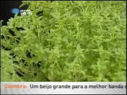 O caule é pequeno com apenas 20 cm. Manjerico E Sao Joao Youtube