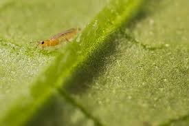 Predation is a biological interaction between the predator and the prey, whereby the predator hence, the predators regulate the population of preys in a habitat, thereby helping in the management of pest insects. Sustainable Solutions For Diseases And Pests In Crops Wur