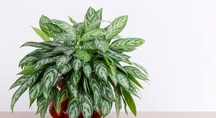 Le piante pendenti da interno sono molto decorative. Voglia Di Aria Sana In Casa Cinque Piante Che Purificano E I Loro Ambienti Ideali Design Giardino Ansa It