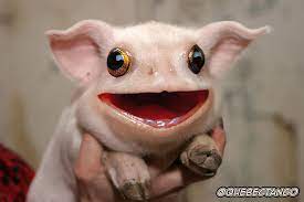 Smiling animals funny animals cute animals photomontage photoshopped animals funny photoshop photoshop actions hybrid art animal mashups. 49 Strange Animal Hybrids Bred In Photoshop Bored Panda