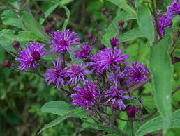 Image result for Vernonia hirsuta