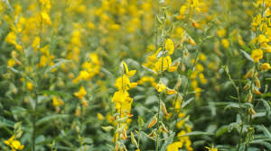 Image result for Crotalaria spectabilis