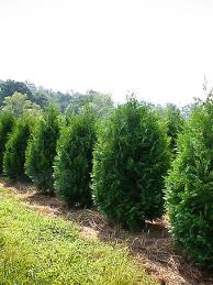 It's a classic choice for hedges and screening, but also make excellent specimen plants, additions to perennial borders or other gardens, or even in containers for an evergreen accent. Polar Gold Arborvitae Shrubs For Sale The Tree Center