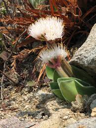 Image result for Macledium humilis