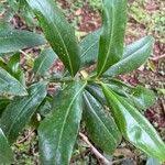 Image result for Warburgia ugandensis
