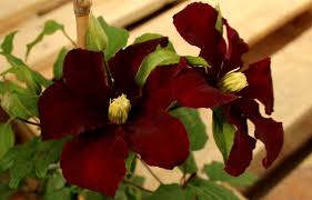 Maybe you would like to learn more about one of these? Versand Gratis Clematis Waldrebe Niobe Lubera De