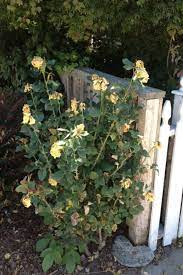 Check spelling or type a new query. How To Revive A Struggling Garden Garden Design