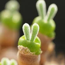 Japanese Are Going Crazy About These Bunny Succulents Rare Succulents Succulent Seeds Planting Succulents