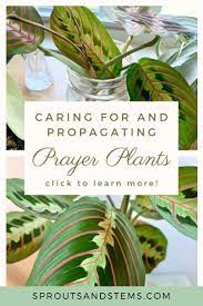 Pin On Houseplant Care And Tips