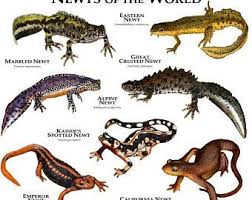 Eagles Of The World Poster Print Newt Animal Animals Animals Wild