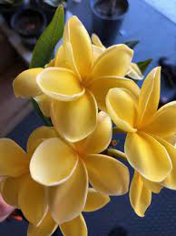 Pin On Plumerias
