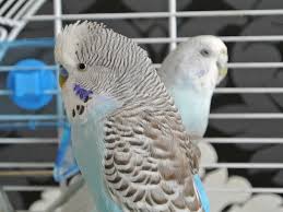 Hat man erstmal raus gefunden, welche möglichkeit dabei dient bei uns ein großer edelstahlnapf zum anhängen als badewanne. Vogelkafig Reinigen Nutzliche Tipps Fur Die Vogel Hygiene Shelta Blog Tierschutz Haustiereshelta Blog Tierschutz Haustiere