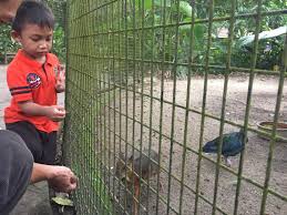 Jadi, segera booking tiket bali zoo maupun paket lainnya seperti dinner with great elephant dan breakfast dengan orangutan melalui kami agar anda dan keluarga berkesempatan mendapatkan pengalaman unik selama mengisi liburan di bali. Destinasi Tahun Melawat Perak Zoo Taiping