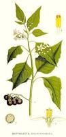 Image result for Solanum giganteum