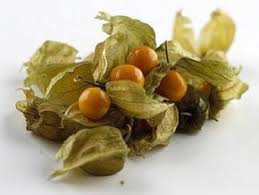 Physalis Die Andenbeere Selber Ziehen Einfacher Anbau Ausaat Und Zucht In Zimmer Und Garten Die Kapstachelbeer Physalis Physalis Pflanzen Gemuse Anpflanzen