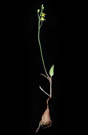 Image result for Eriospermum porphyrium