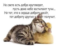 pin ot polzovatelya inga na doske stihi citaty smeshnye fotografii zhivotnyh lyubiteli koshek zhivotnye