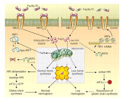 Image result for Microcytic Anemia