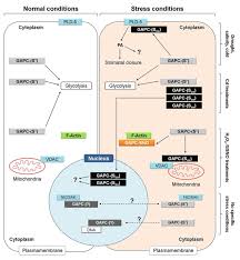 Plant cell types and functions. Metabolic And Non Metabolic Functions Of Gapc In Plant Cells Under Download Scientific Diagram