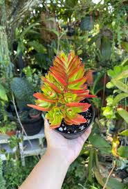 Image result for Crassula capitella