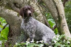 The german shorthaired pointer (gsp) is a great example of this because they look like the stereotypical hunting dog german shorthaired pointer puppies — before you buy… image credit: Can German Shorthaired Pointers Live In Apartments